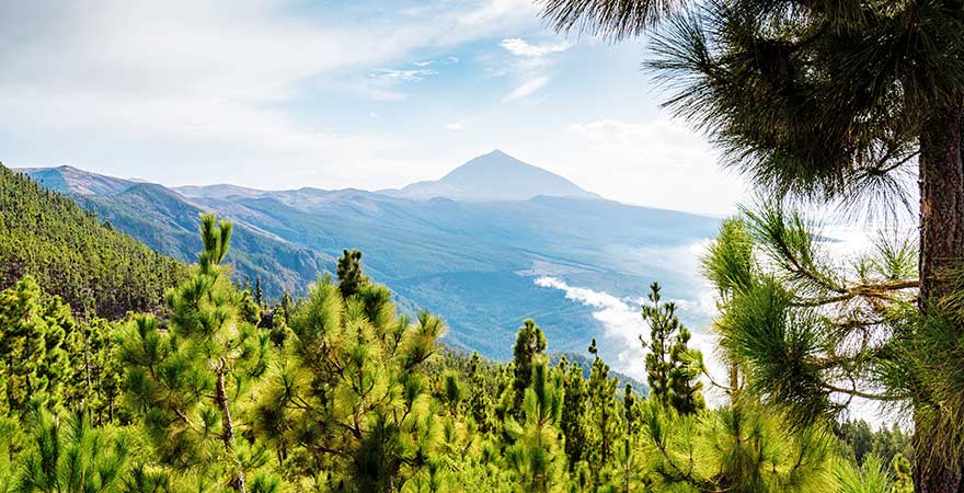 Atemberaubende Sicht auf den Gipfel des Teide umgeben von einem Kiefernwald auf Teneriffa, Kanarische Inseln