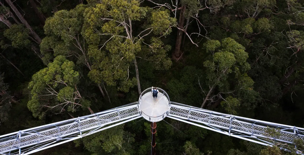 Blick von oben auf den Valley of the Giants Tree Top Walk in Westaustralien umgeben von dichtem Wald [Bildquelle: © Tourism Western Australia]