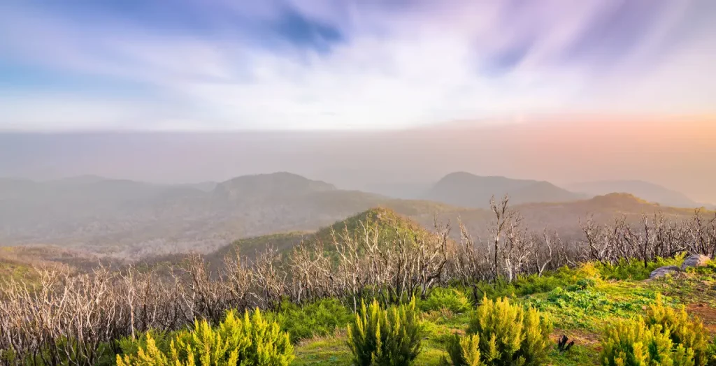 Wacholderwald auf dem Alto de Garajonay, La Gomera, Kanaren, Spanien. Nebliger Himmel und grüne Landschaft. [Bildquelle: © AliZ59 | Canva]
